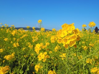 Fototapeta premium the beautiful canola flowers garden
