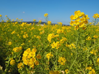 the beautiful canola flowers garden