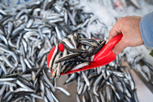 Hand holding shovel with full anchovy fish for sale at market - Powered by Adobe