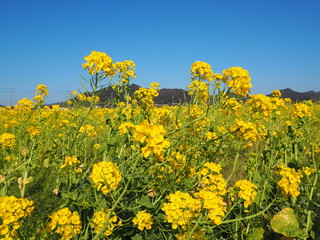 the beautiful canola flowers garden