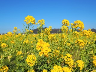 the beautiful canola flowers garden