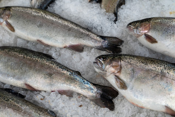 Fresh trout fishes on ice in a market