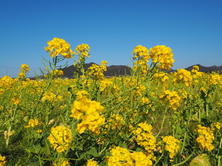 Obraz premium the beautiful canola flowers garden