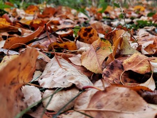autumn leaves on ground