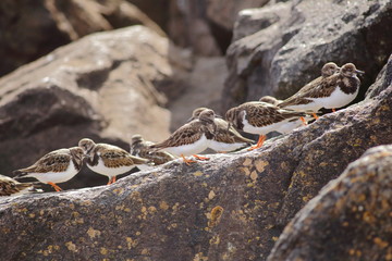 Flock of turnstone birds perching on the rock in Devon