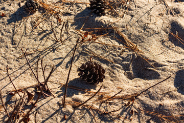 Acorns laying on the sand