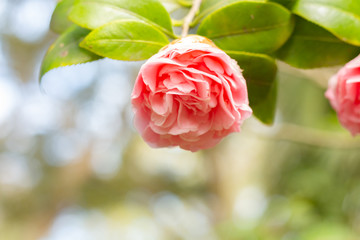 Botanic Garden Cabbage rose