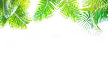 Fototapeta premium Detail of coconut trees leaf isolated on white background