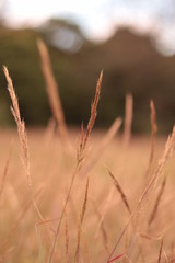 Fototapeta premium Pszenica