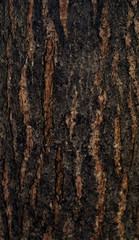bark of tree texture