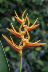 Yellow flower in a tropical garden