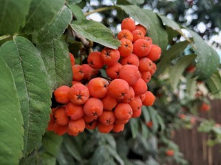 red berries on a tree