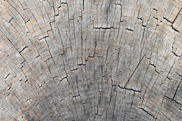 Cut tree trunk - annular rings