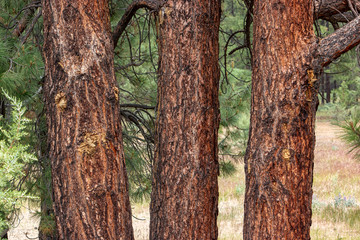 Ponderosa Pines in Central Oregon