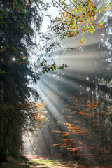 God beams - sunbeams in the morning forest