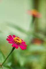 Zinnia flowers in the garden. close up of beautiful pink zinnia flower.