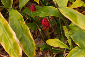 Two red shampoo ginger plant