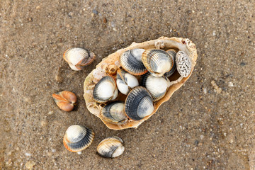 Fototapeta na wymiar Common cockles on the sand - edible saltwater clams