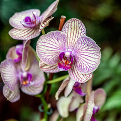 Fototapeta na wymiar Orchid Garden in Madame Nong Nooch Tropical Park.
