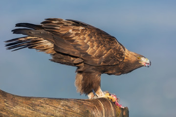 Águila Real