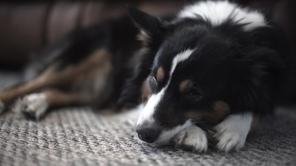 Tired Autralian shepherd trying to find sleeping position and fall asleep.