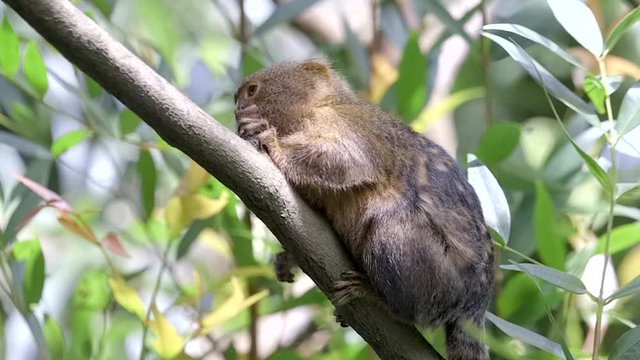 Side View Of A Pygmy Marmoset Slowly Climbing Up On A Tree Branch In Singapore - Closeup Shot