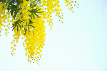 blooming mimosa tree and blue sky. seasonal floral background