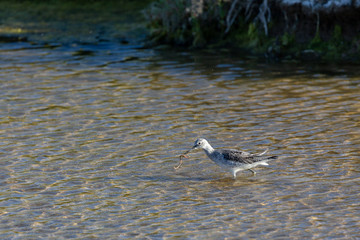 Common greenshank (Tringa nebularia)