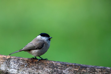 Marsh Tit (Poecile palustris)