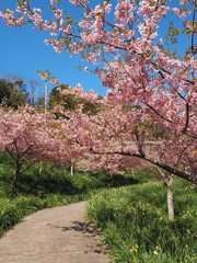 Fototapeta premium the beautiful cherry blossoms in JAPAN