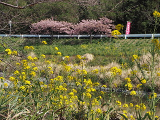 the beautiful cherry blossoms in JAPAN