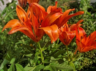 orange lilies in the garden