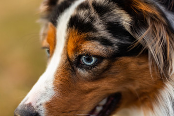 Blue eye dog close up