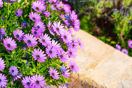 Osteospermum Images – Browse 13,695 Stock Photos, Vectors, and Video ...