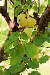 Apricots ripening on a branch closeup view