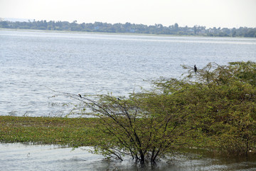 Double Crested Cormorant in Puzhal Lake