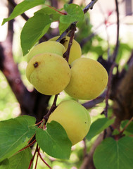 Apricots ripening on a branch closeup view