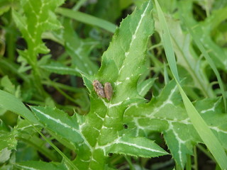 Common Froghopper (Philaenus spumarius) resting on a leaf