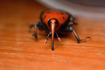 Closeup Sago palm weevil, isolated on white background.