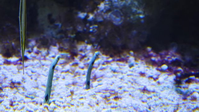 Two Underwater sand worm looking up from the ground