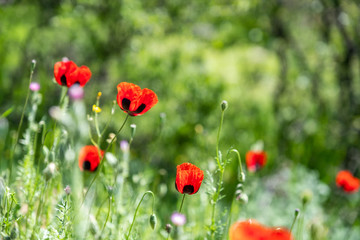 Wild red poppy flowers on a field