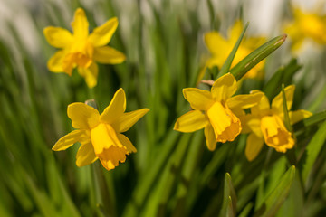 Daffodil yellow flowers close-up with green grass.