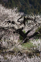 梅の花が咲く季節