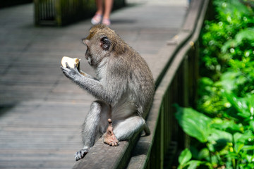 balinese long-tailed monkey (macaca fascicularis) playing around and scratching each other in the Sacred Monkey Forest in Ubud, Bali, Indonesia