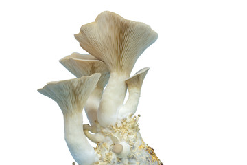 Naklejka premium fresh royal oyster mushrooms for cooking vegetarian foods with a large amount of protein
