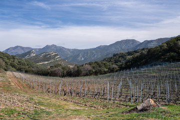 Fototapeta na wymiar Bare vineyards and mountains make the beautiful scenary in the north of Corsica as winter is ending