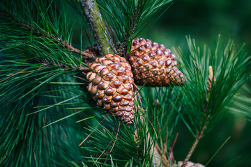 Pineapples with pine leaves close up