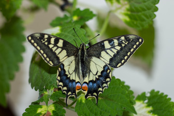 a beautiful swallowtail butterfly on a leaf