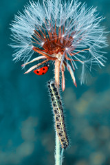 Beautiful ladybug on leaf defocused background