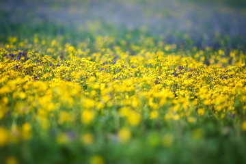 Field of flower. Summer background.